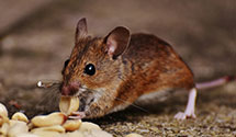 24 Hour & Emergency Exterminators in Yellville, AR